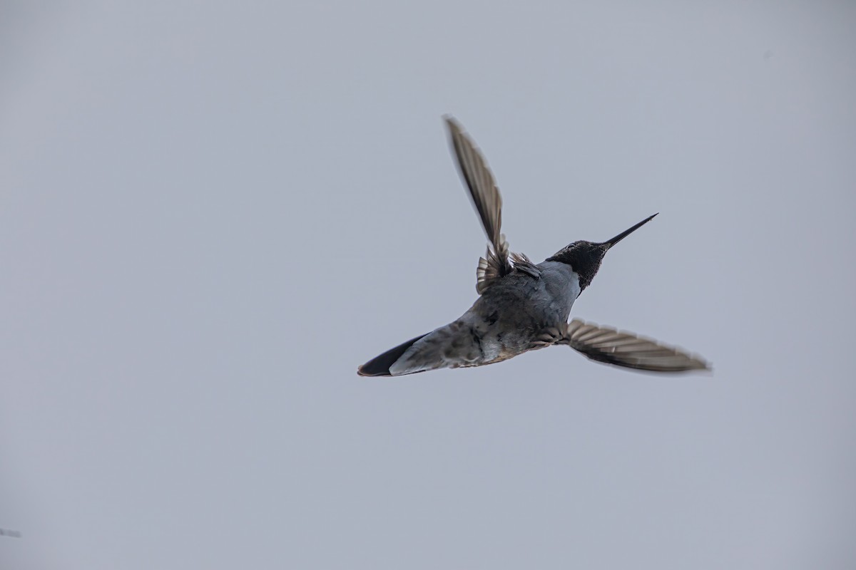 Broad-tailed Hummingbird - Caleb Nelson