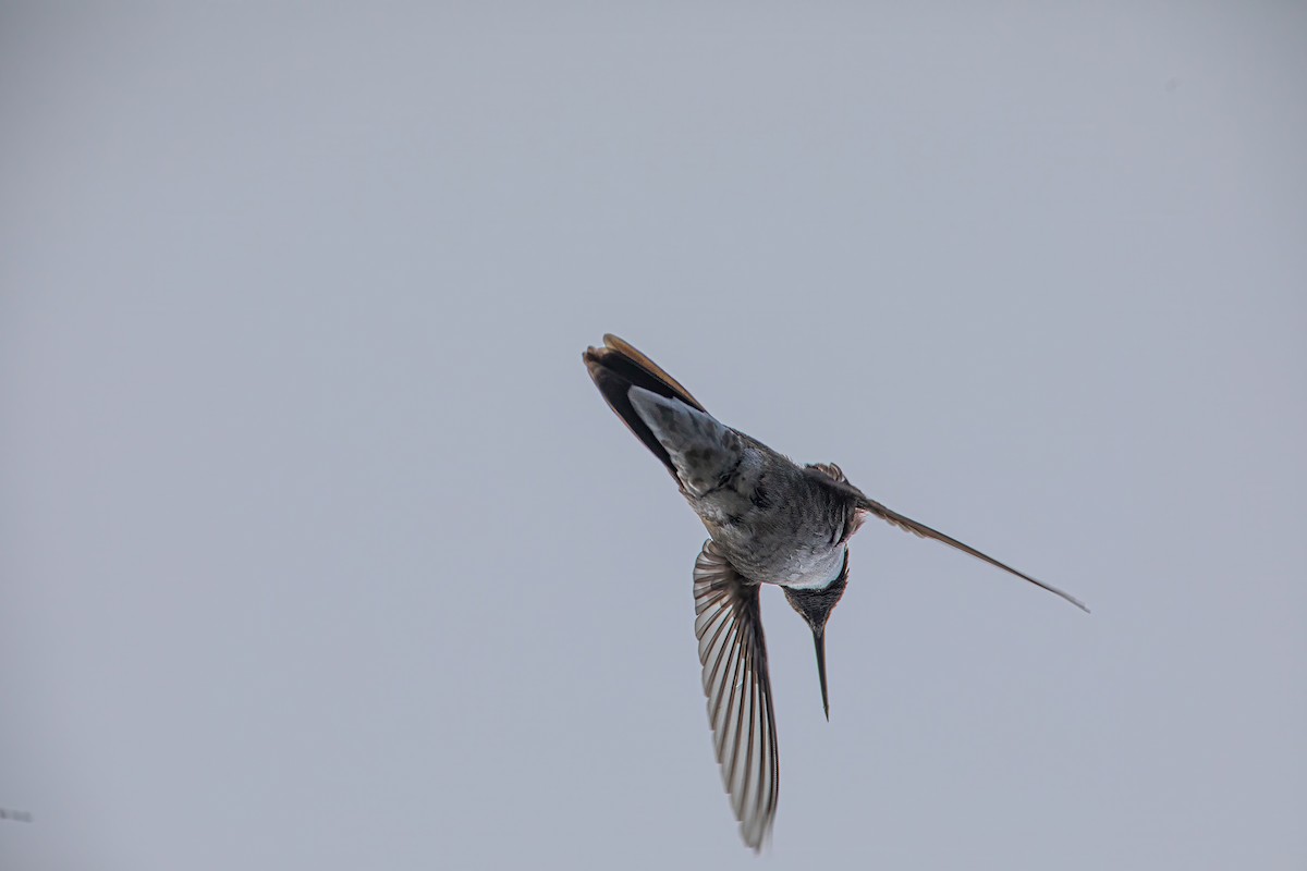 Broad-tailed Hummingbird - Caleb Nelson