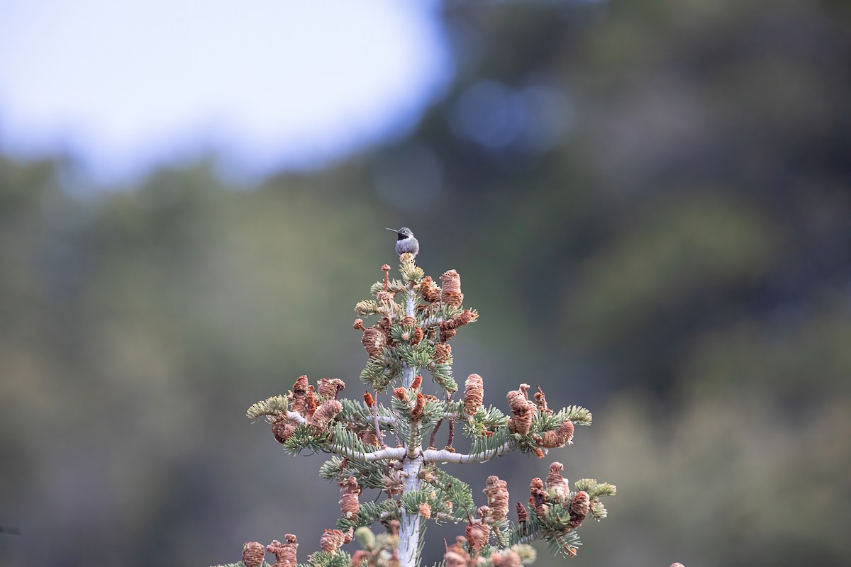 Broad-tailed Hummingbird - Caleb Nelson