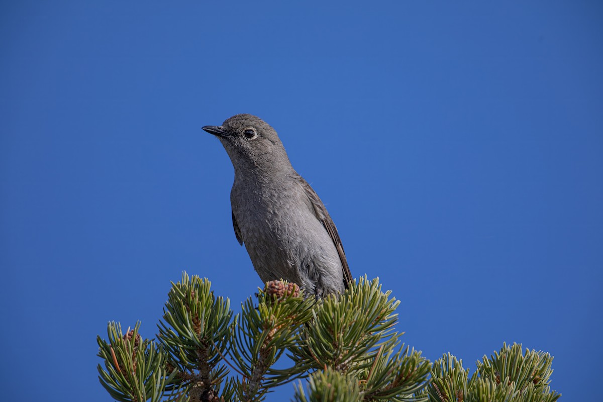 Townsend's Solitaire - Caleb Nelson