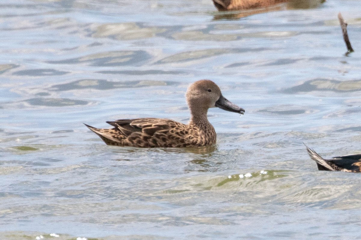 Cinnamon Teal - Denis Corbeil