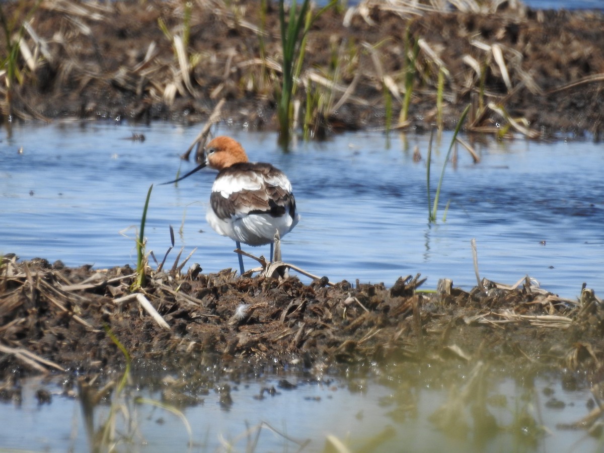 American Avocet - Becky Boley