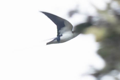 Wire-tailed Swallow - Zebedee Muller