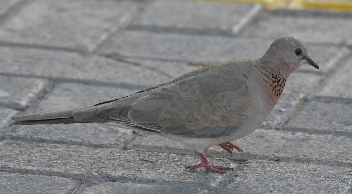 Laughing Dove - Кристина Шарло