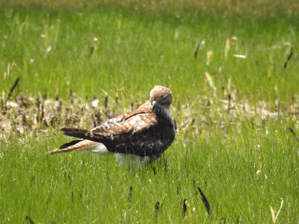 Northern Harrier - Becky Boley