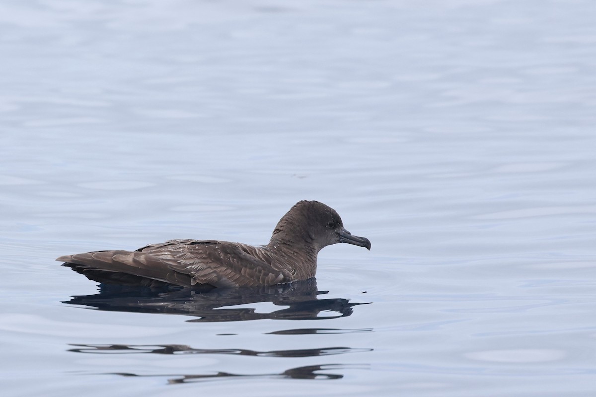 Sooty Shearwater - Caleb Villar