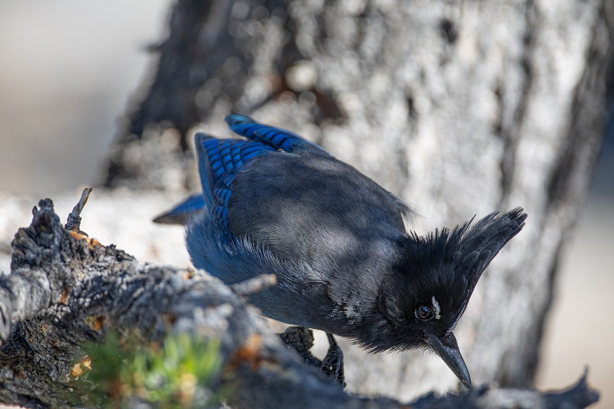 Steller's Jay - Caleb Nelson