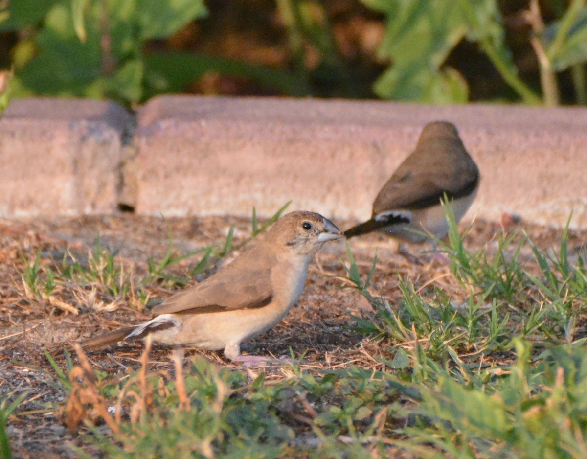 Indian Silverbill - Кристина Шарло