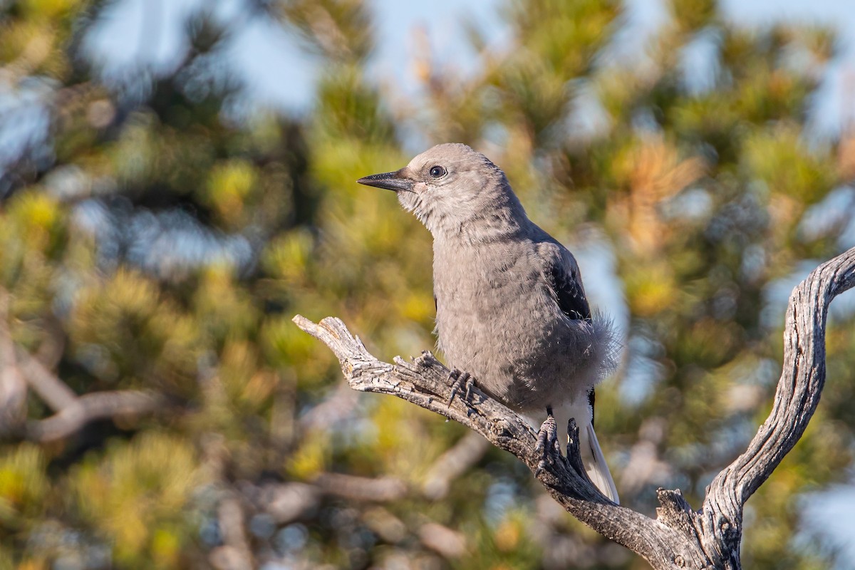 Clark's Nutcracker - Caleb Nelson