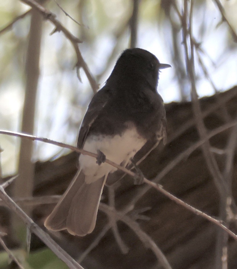 Black Phoebe - Gretchen Framel