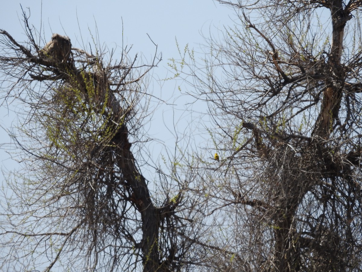 Great Horned Owl - Becky Boley