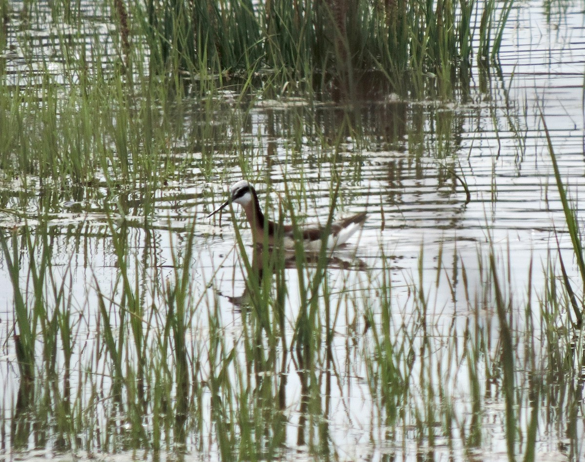 Wilson's Phalarope - Sylvia Maulding