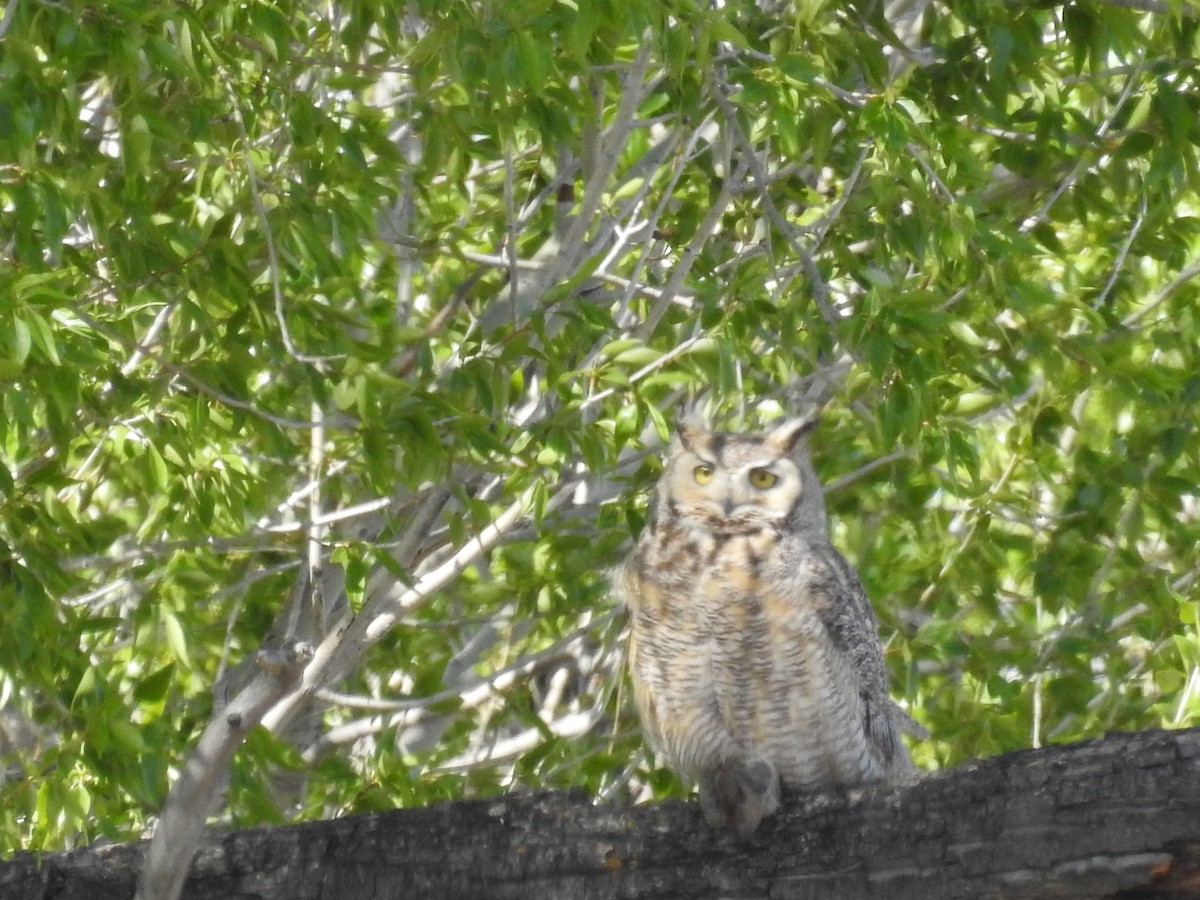 Great Horned Owl - ML619656149