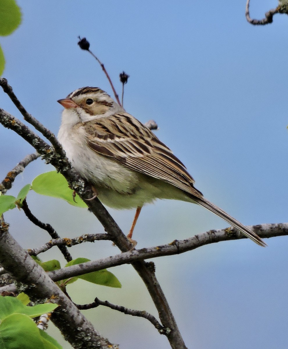 Clay-colored Sparrow - Daniel Casey