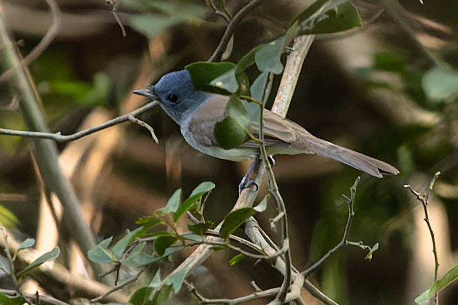 Black-naped Monarch - Zebedee Muller