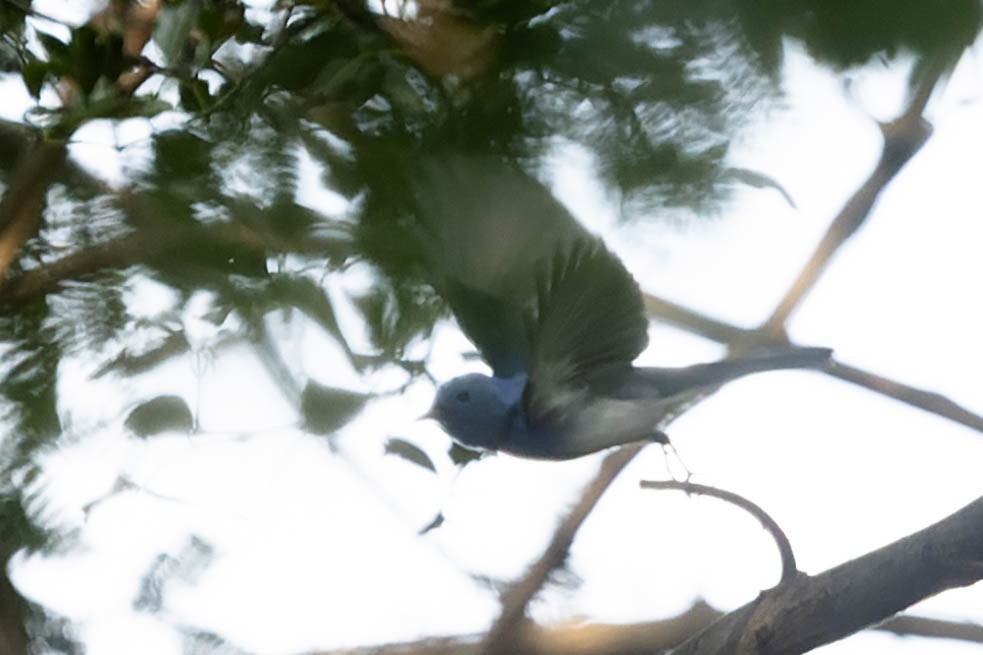 Black-naped Monarch - Zebedee Muller