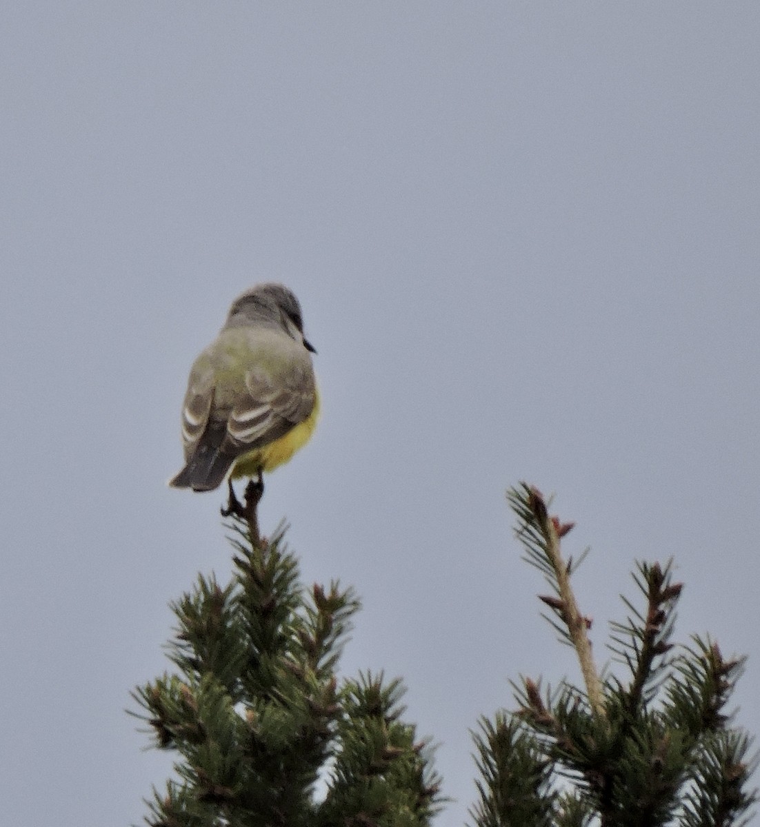 Western Kingbird - Daniel Casey