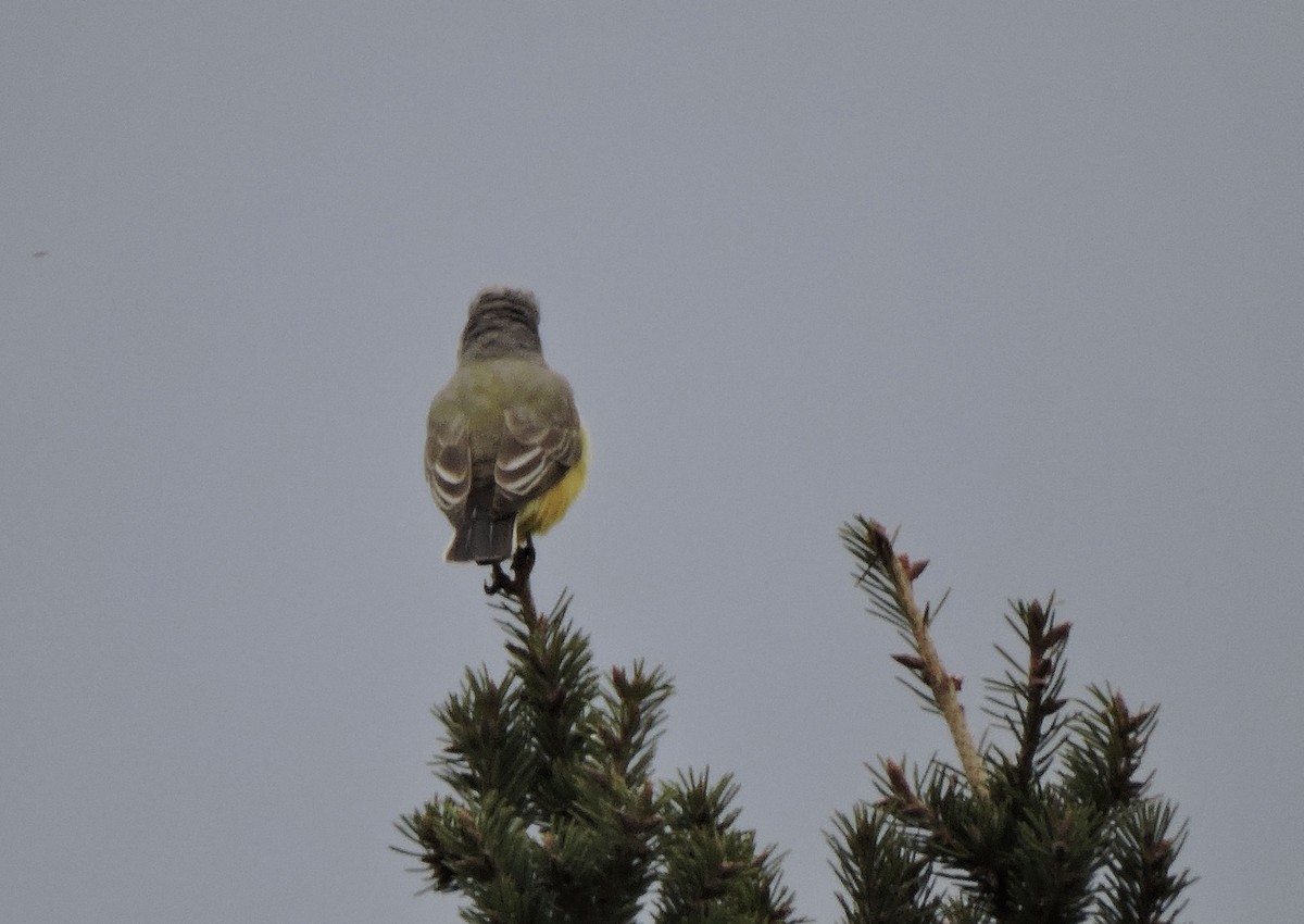 Western Kingbird - ML619656166