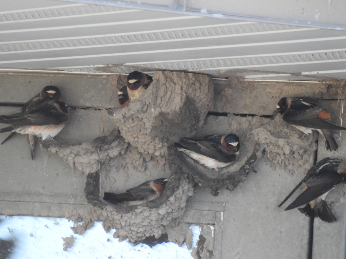 Cliff Swallow - Becky Boley