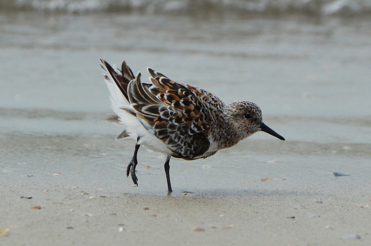 Sanderling - Jackson and Jasmin Woodall