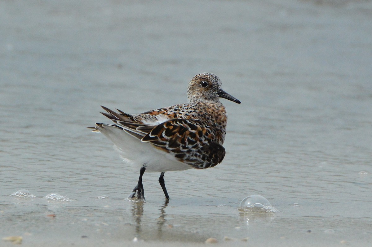 Sanderling - Jackson and Jasmin Woodall