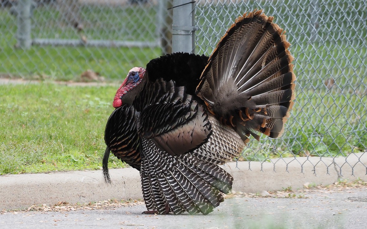 Wild Turkey - Gordon Johnston