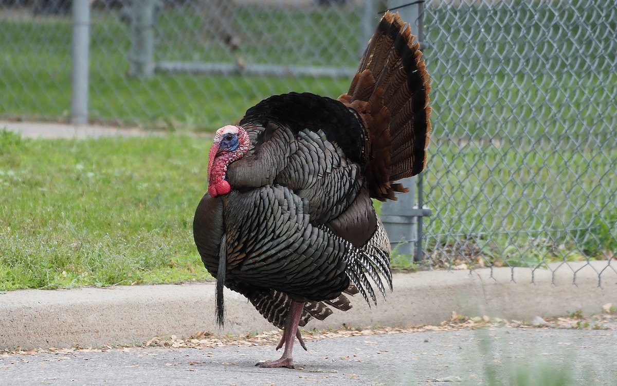 Wild Turkey - Gordon Johnston