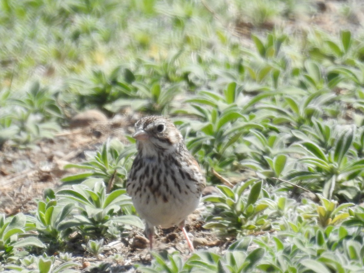 Vesper Sparrow - ML619656188