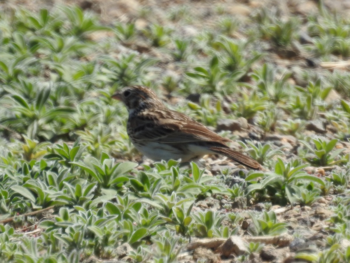 Vesper Sparrow - ML619656190