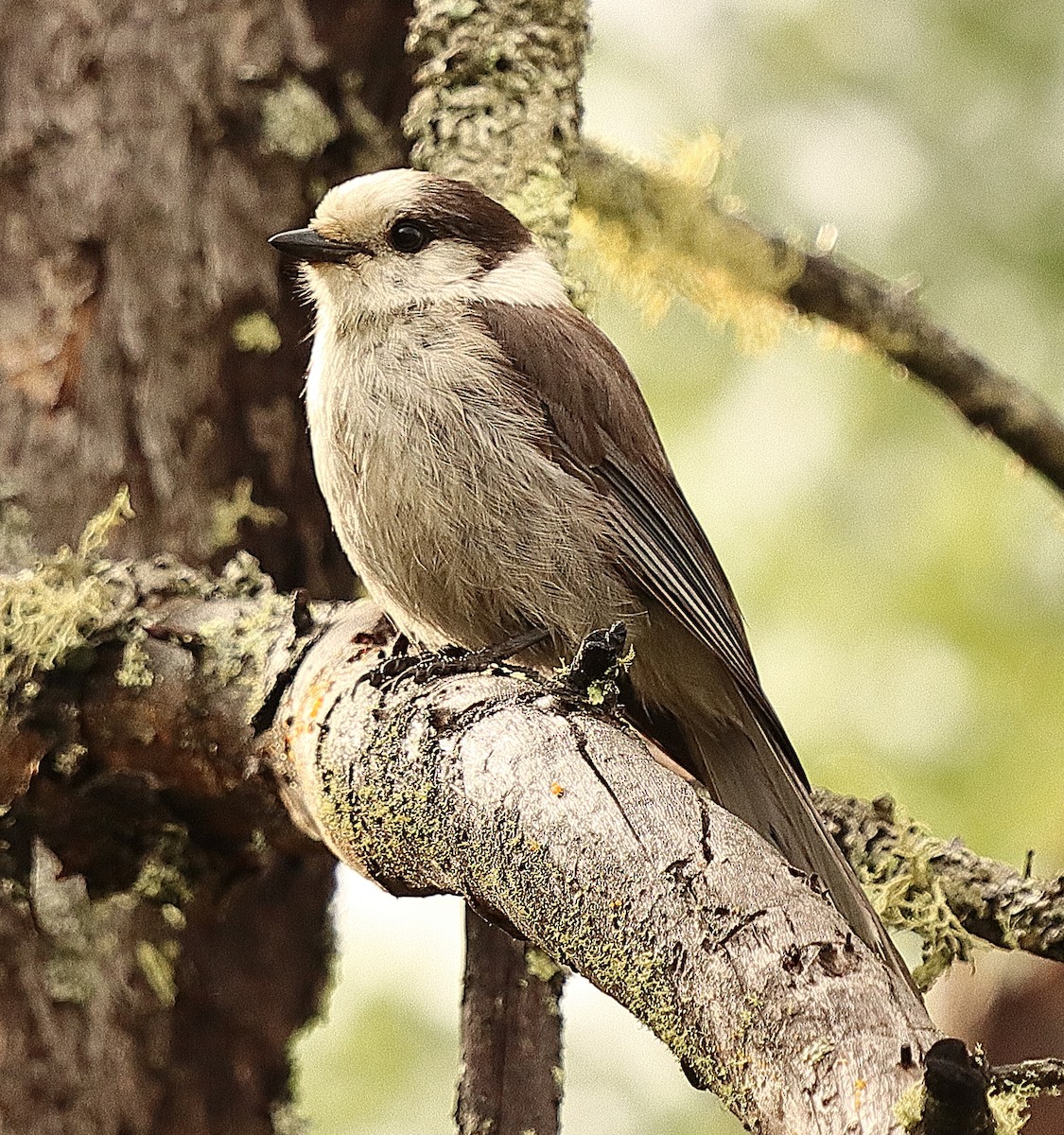 Canada Jay - Brian Cox