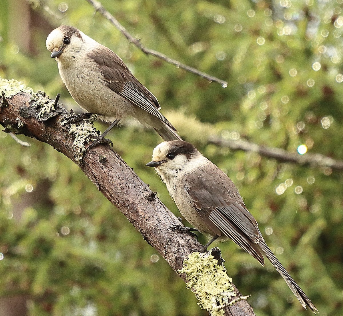 Canada Jay - Brian Cox