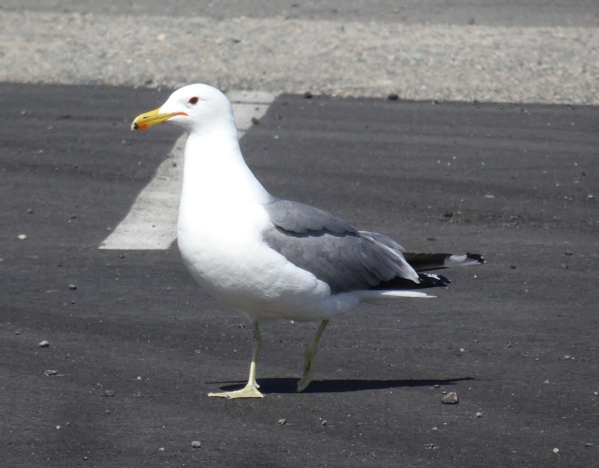 California Gull - M. Rogers