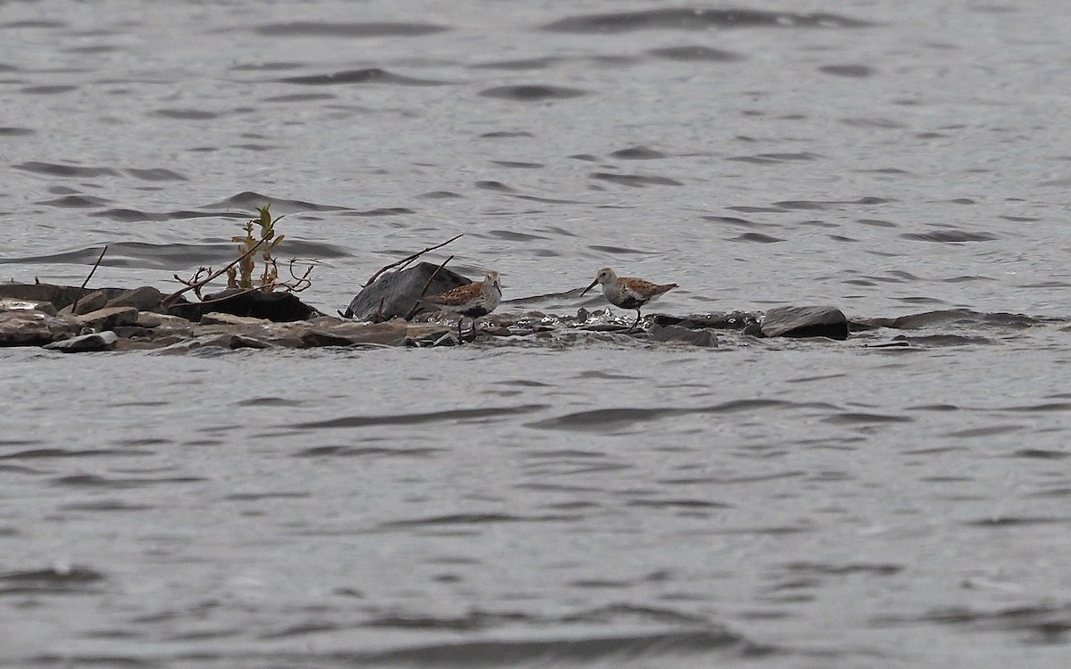 Dunlin - ML619656198