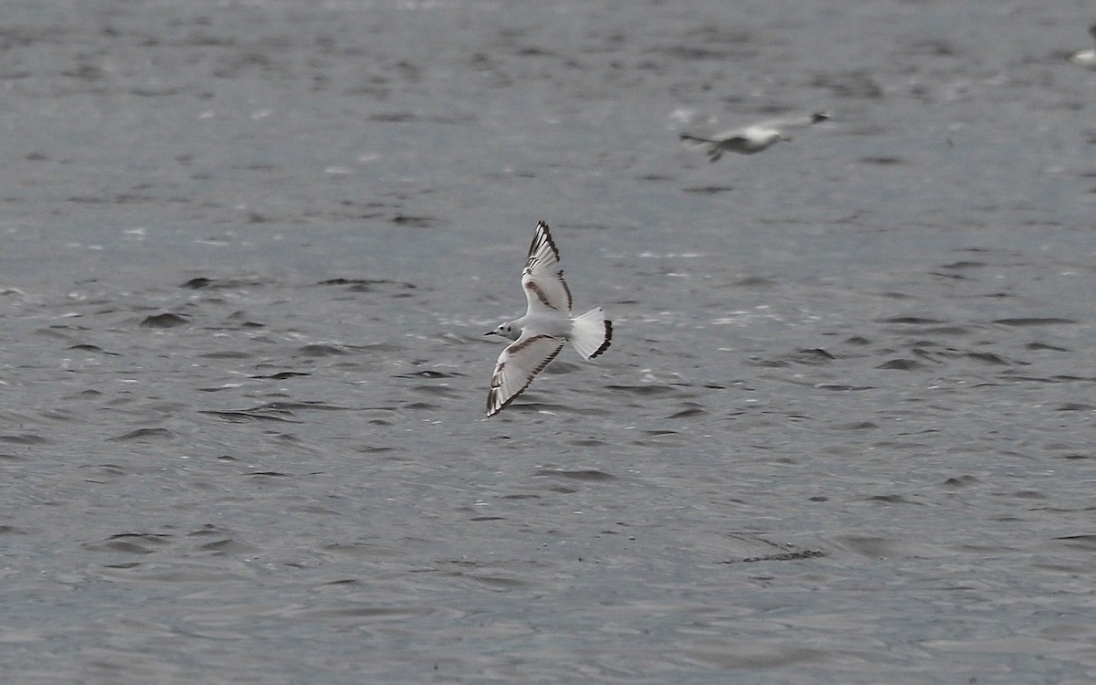 Bonaparte's Gull - Gordon Johnston