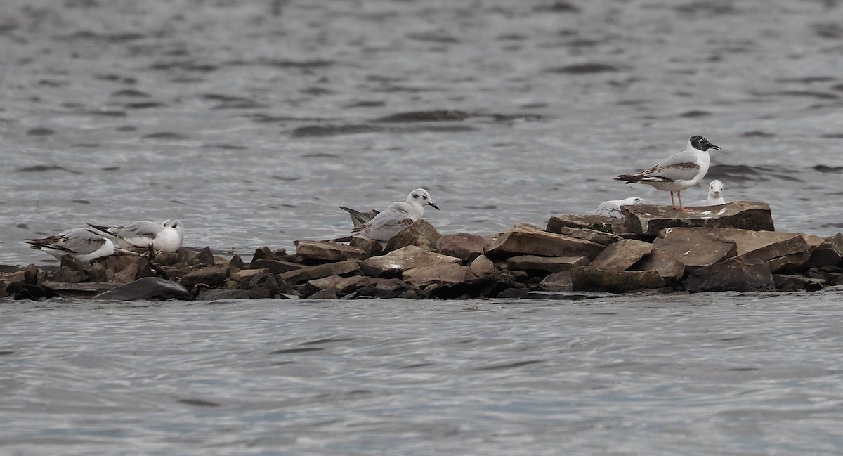 Bonaparte's Gull - Gordon Johnston