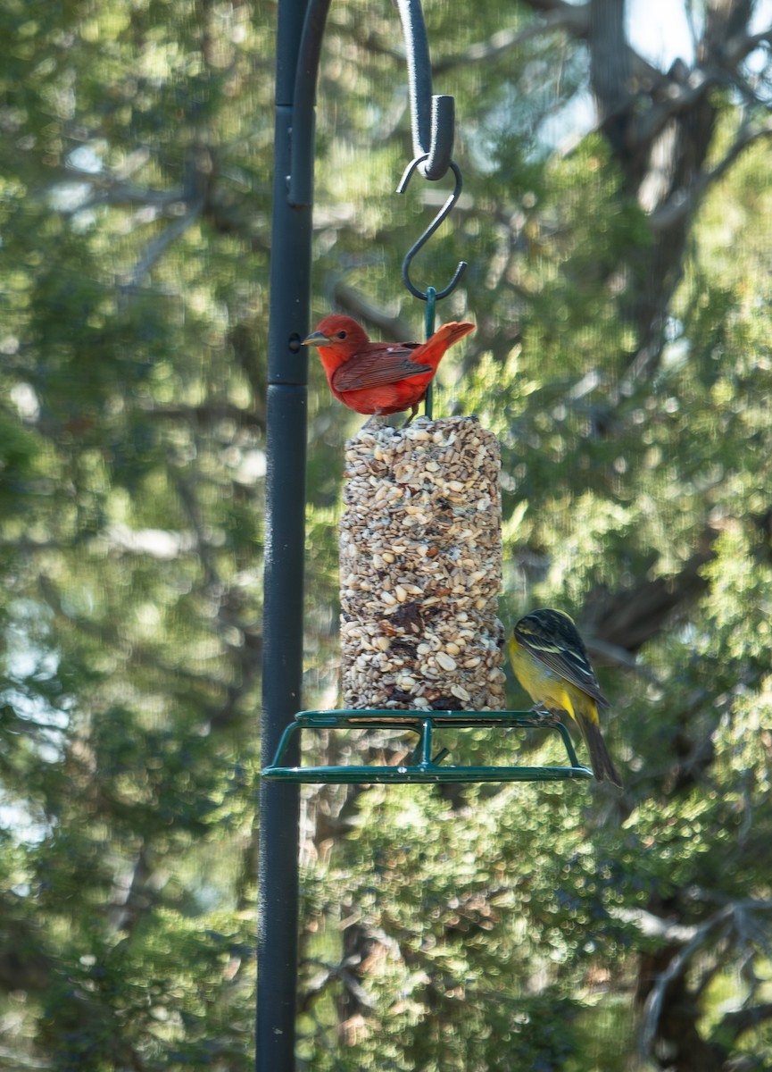 Summer Tanager - Douglas Gruenau