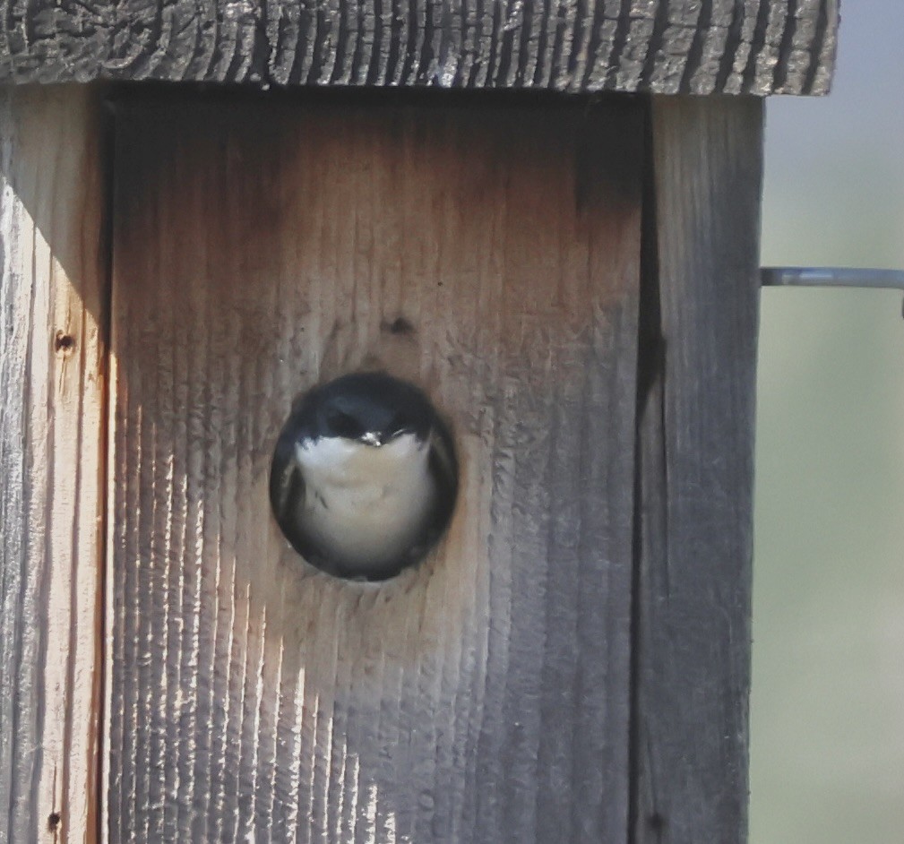 Tree Swallow - Gretchen Framel