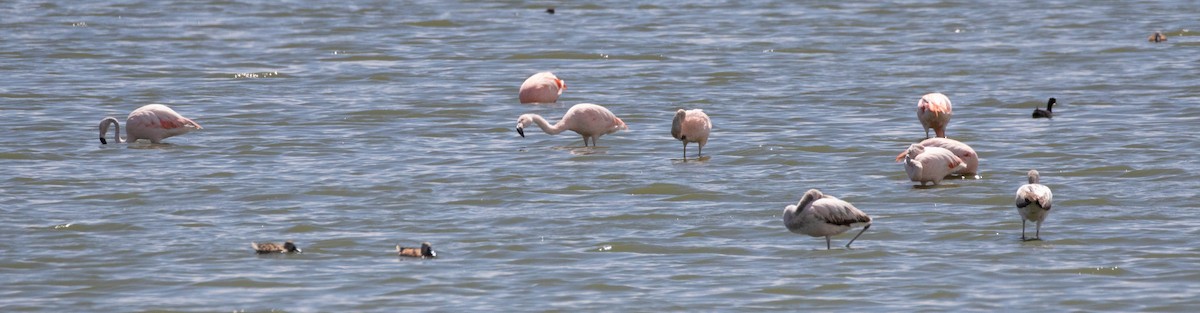 Chilean Flamingo - Denis Corbeil