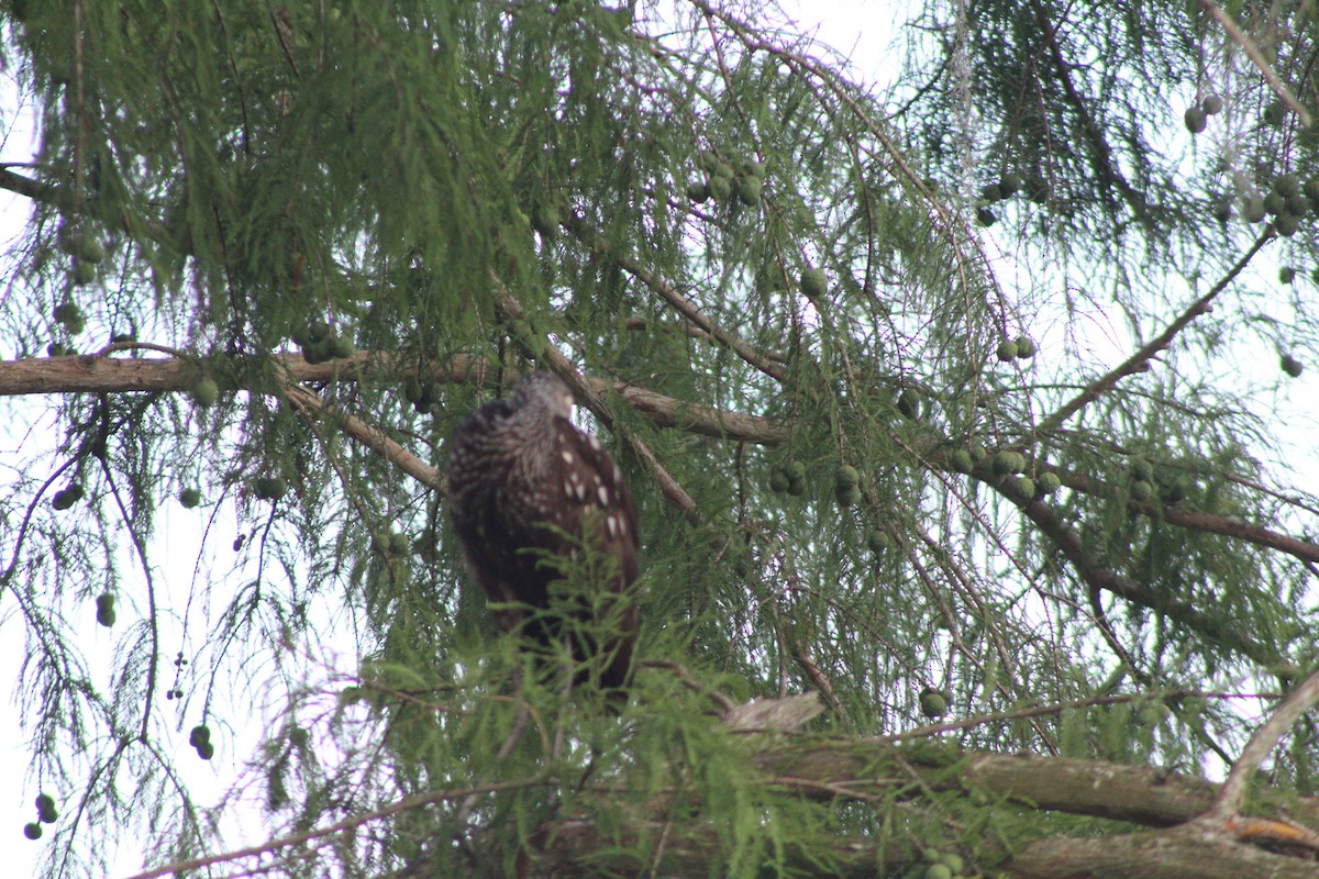 Limpkin - Angely Galvez