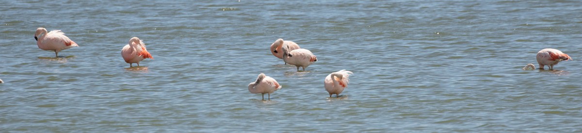 Chilean Flamingo - Denis Corbeil