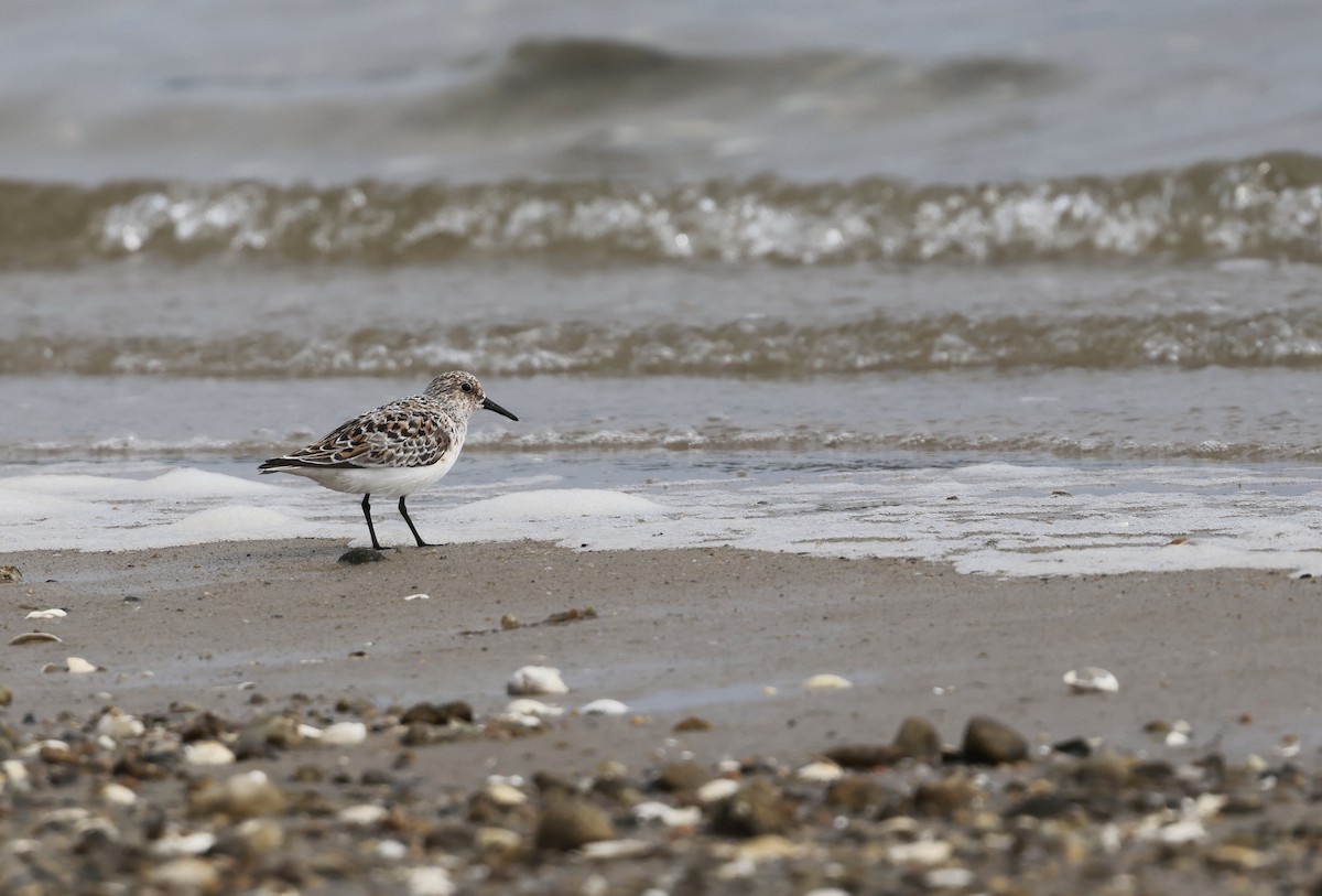 Sanderling - Lisa Goodwin