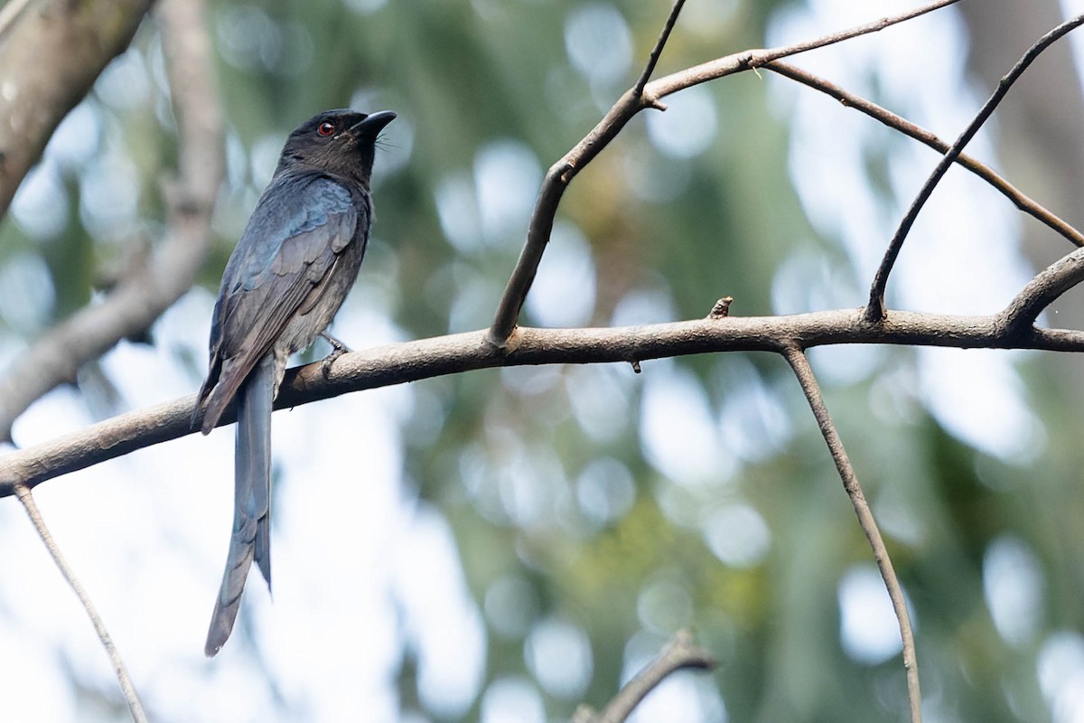 Black Drongo - Zebedee Muller