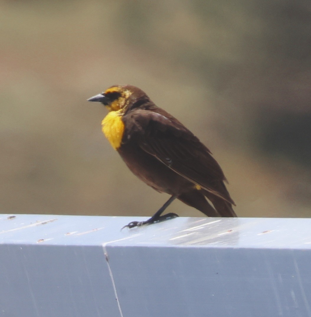 Yellow-headed Blackbird - Gretchen Framel