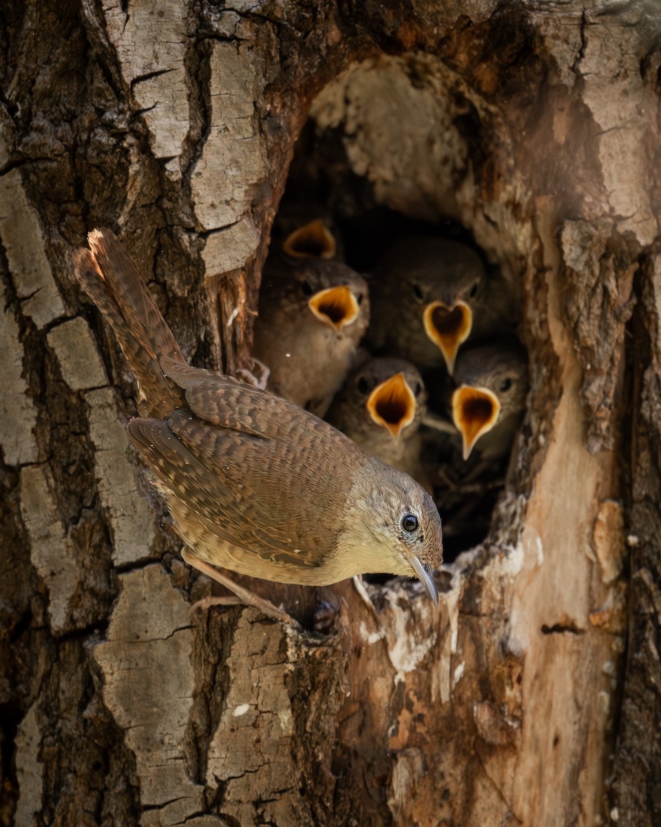 House Wren - TJ Hastings