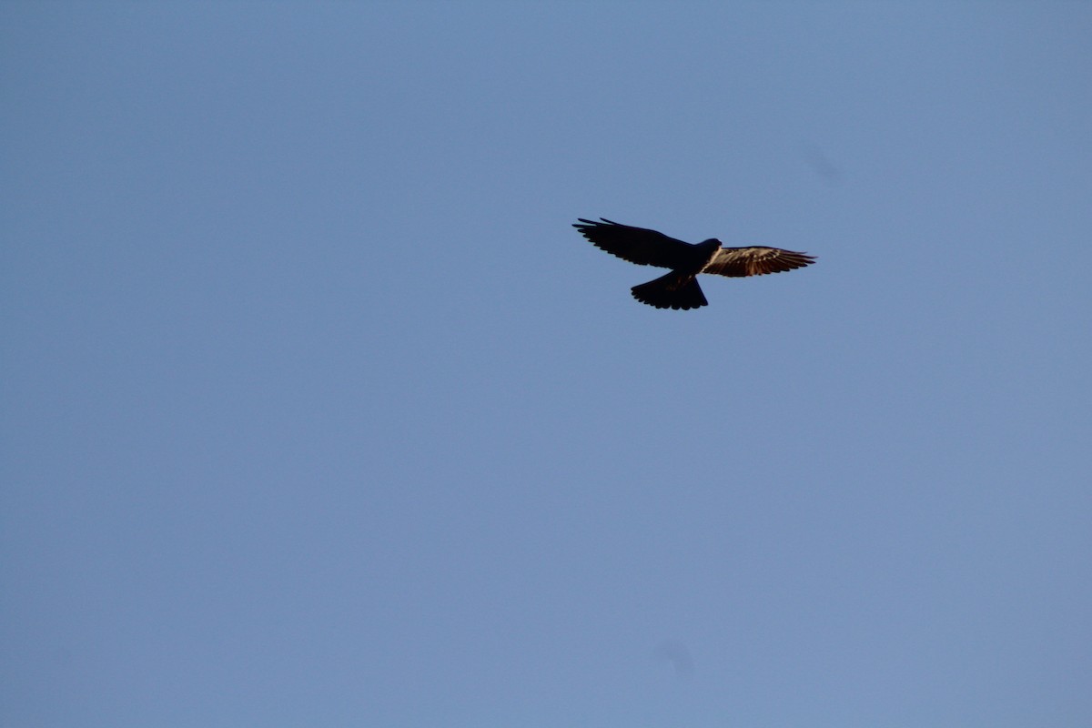 Mississippi Kite - Angely Galvez