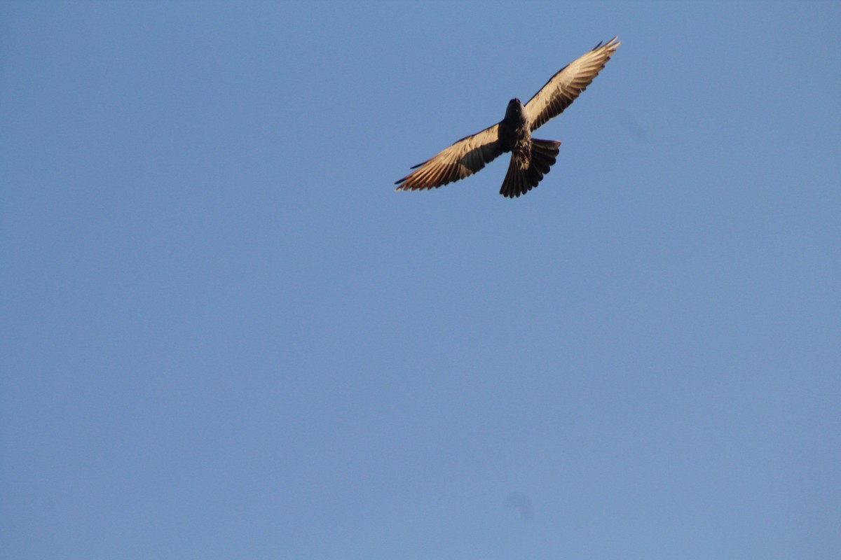 Mississippi Kite - Angely Galvez