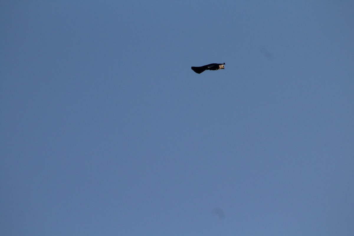 Mississippi Kite - Angely Galvez