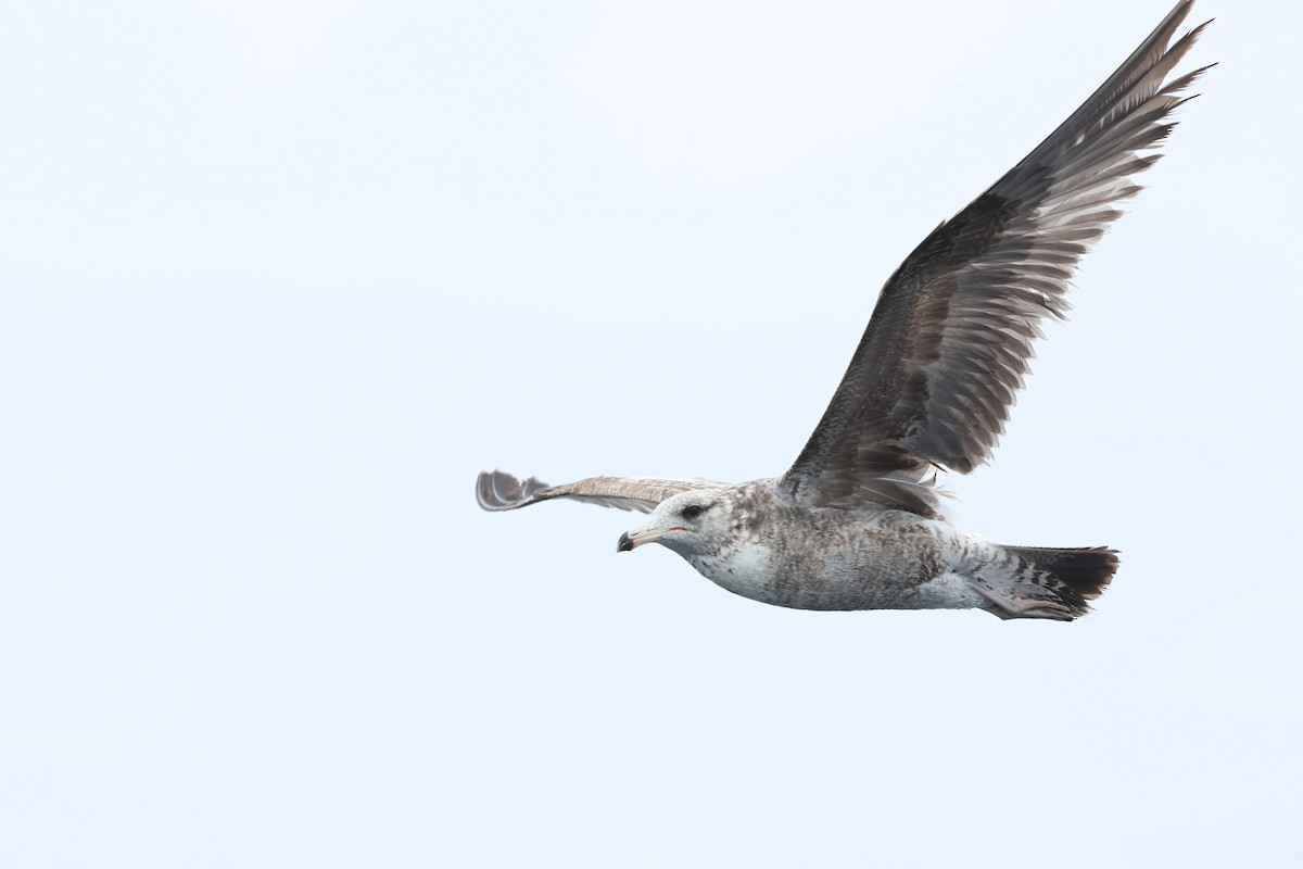 California Gull - Caleb Villar