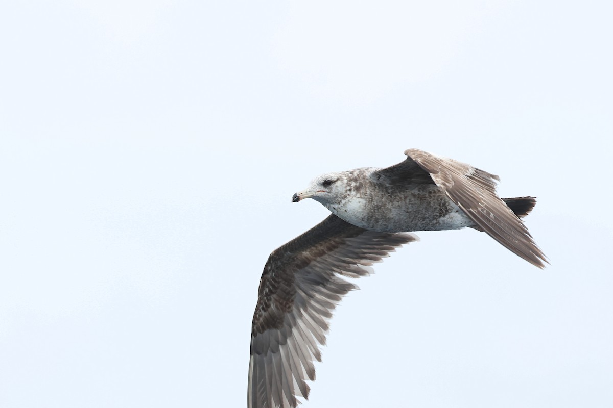 California Gull - Caleb Villar