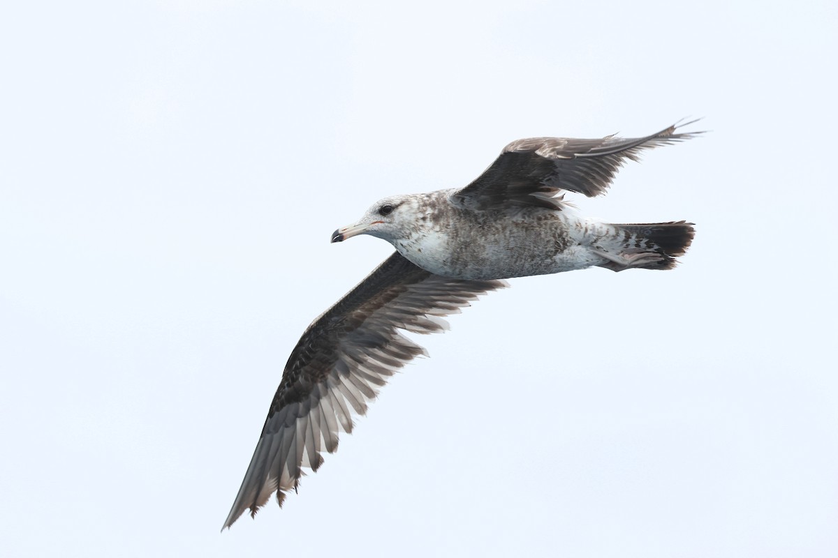 California Gull - Caleb Villar